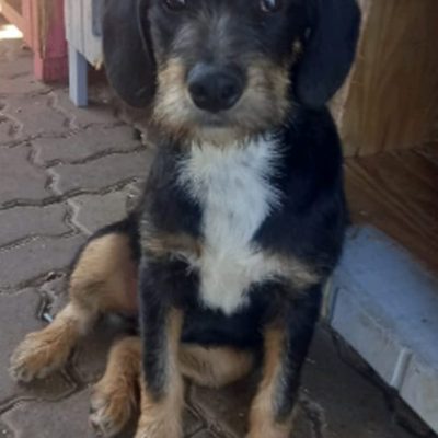 Fiapo