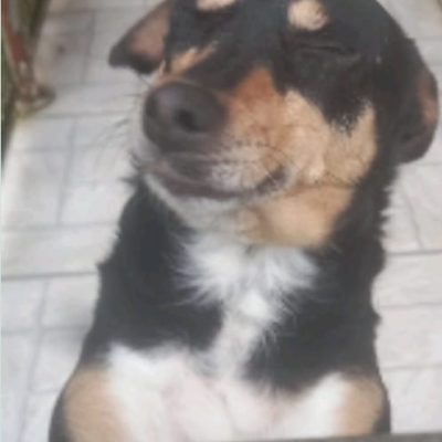 Taninha